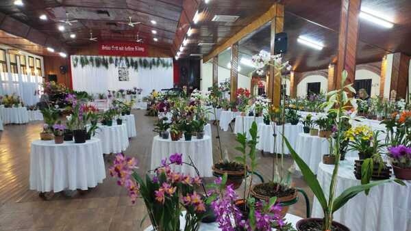 Hohenau: Expo Orquídeas promete una verdadera "fiesta de las flores"