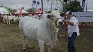 Juzgamiento de la raza Nelore en la Expo Norte 2025 - Concepción al Día