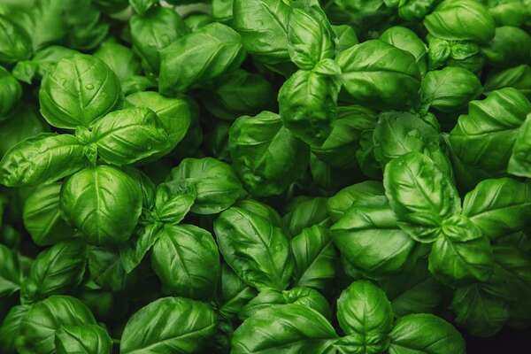 Descubrí la albahaca: la hierba sagrada que realza sabores en la cocina - Gastronomía - ABC Color
