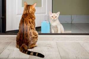 Consejos prácticos: cómo presentar a tu nuevo gato sin conflictos en el hogar - Mascotas - ABC Color