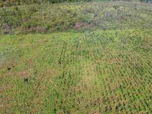 Allanan inmueble rural y eliminan más de 26 toneladas de marihuana