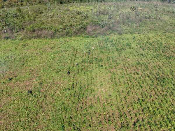 Allanan inmueble rural y eliminan más de 26 toneladas de marihuana