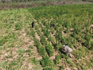 SENAD allana inmueble rural y destruye más de 26 toneladas de marihuana - ADN Digital