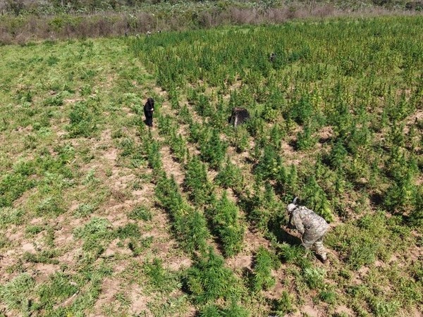 SENAD allana inmueble rural y destruye más de 26 toneladas de marihuana - ADN Digital