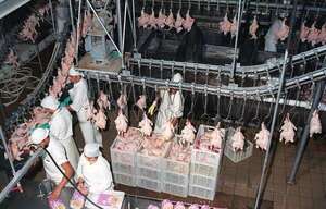 Paraguay busca en Taiwán una salida para fortalecer la carne avícola - ABC Rural - ABC Color