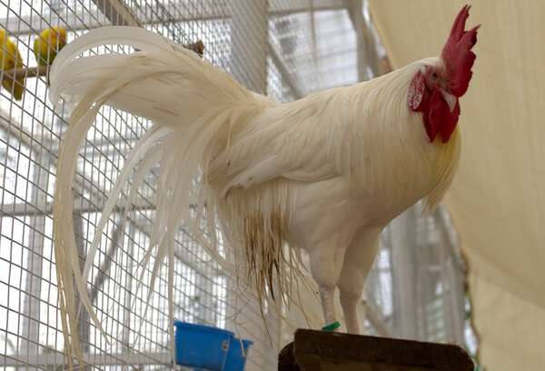 El gallo onagadori: la rara mutación que hace crecer colas de hasta ocho metros - Ciencia - ABC Color