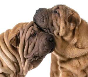 Cuidados básicos para el Shar Pei: ¡mantené su piel sana y libre de irritaciones! - Mascotas - ABC Color