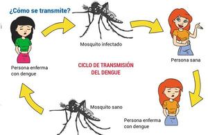 Dengue ¿qué es, cómo se transmite y cómo se previene? - Ciencias de la Naturaleza y de la Salud Tercer Ciclo - ABC Color