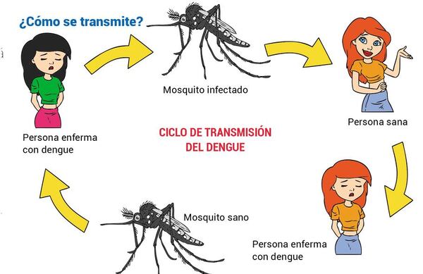 Dengue ¿qué es, cómo se transmite y cómo se previene? - Ciencias de la Naturaleza y de la Salud Tercer Ciclo - ABC Color