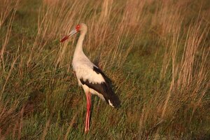 La cigüeña mbaguari o americana: un grande de nuestros humedales