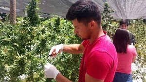 Cannabis sin límites de THC podría doblar recaudación del país