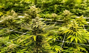 El cultivo de cannabis ya alcanza 7.000 hectáreas y se expande en 14 departamentos - OviedoPress