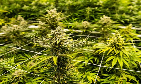 El cultivo de cannabis ya alcanza 7.000 hectáreas y se expande en 14 departamentos - OviedoPress