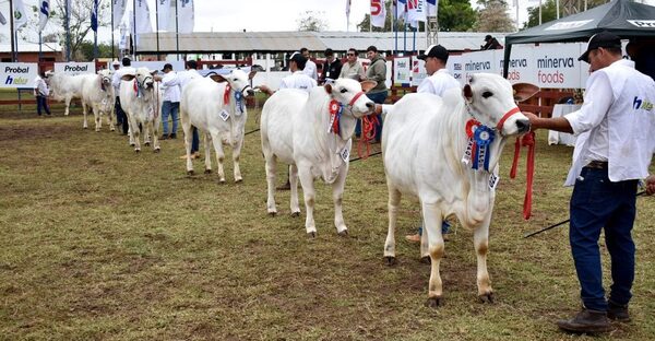 La Nelore llenó de excelencia genética la pista de la Expo Norte 2025