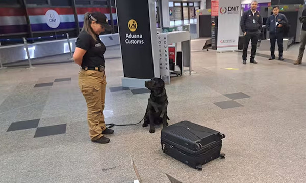 Perro antidroga detecta maleta con más de 3 kilos de cocaína en el aeropuerto - OviedoPress