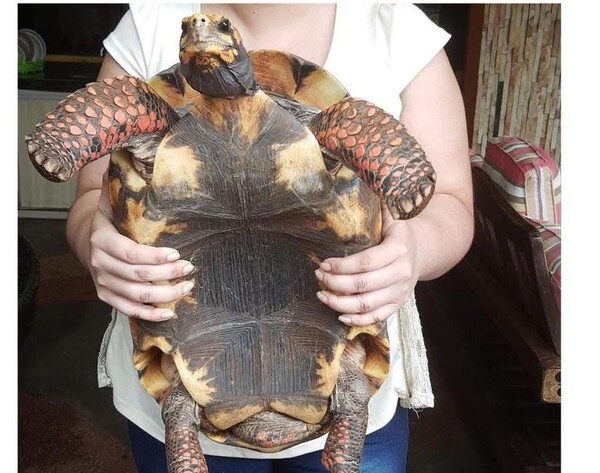 Popular / ¡Delincuentes omonda una feroz tortuga!