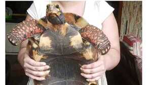 ¡Indignante! Roban a tortuga de 27 años que es parte de la familia