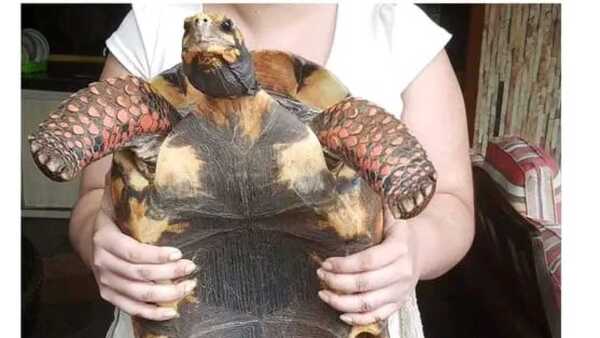 ¡Indignante! Roban a tortuga de 27 años que es parte de la familia