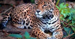 Diario HOY | Buscan declarar al jaguarete como mamífero nacional del Paraguay
