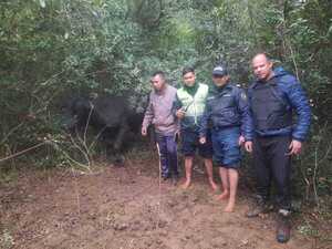 La policía informó la recuperación de un animal vacuno. También la aprehensión de personas