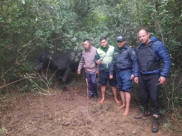 La policía informó la recuperación de un animal vacuno. También la aprehensión de personas