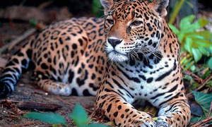 Proponen ley para reconocer al jaguareté como símbolo nacional - OviedoPress