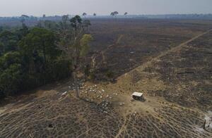 Brasil pone bajo la lupa a 12 frigoríficos por vínculos con deforestación en la Amazonia