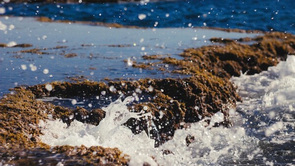 Calentamiento oceánico amenaza a unos microbios esenciales para la fotosíntesis global