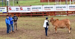 Senepol, Brahman y Árabe cerraron la jura de bozal en la Expo Norte