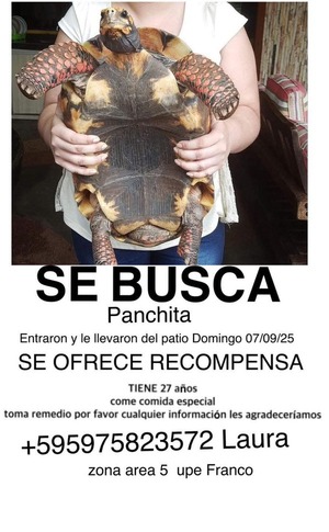 Popular / Buscan a Pachita y ofrecen recompensa