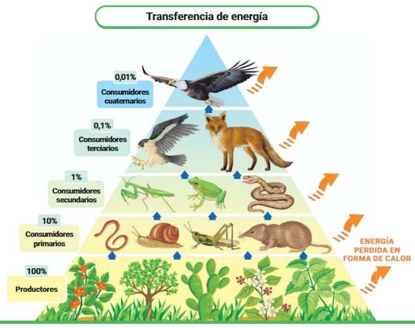 Pirámides de alimentos, tipos de pirámides, pérdida de energía en cada nivel trófico y disminución de la biomasa  - Ciencias de la Naturaleza y de la Salud Tercer Ciclo - ABC Color