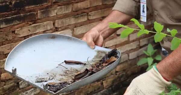 La Nación / Dengue: tras las lluvias Salud insta a eliminar posibles criaderos para evitar propagación