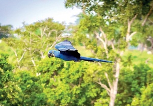 Perla, la guacamaya azul liberada en el Chaco paraguayo