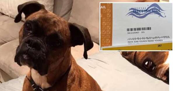 Diario HOY | Mujer en EEUU es acusada de registrar a su perra para votar