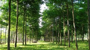Paraguay alcanza 300.000 hectáreas de plantaciones forestales con un crecimiento anual del 15%