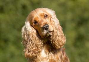 La anatomía del cocker spaniel y su relación con la otitis externa: un análisis  - Mascotas - ABC Color