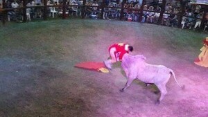 Famoso torero ligó una corneada en su show