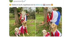 La Nación / Viral: los memes que dejó la histórica victoria de Paraguay ante Perú