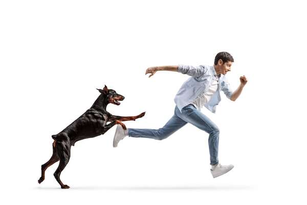 Entendiendo a los perros guardianes: ventajas, riesgos y cómo garantizar una convivencia segura - Mascotas - ABC Color