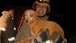 Bomberos rescatan a “Tigre” de un pozo de 9 metros