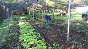 Entregan plantines para huertas familiares en Arroyo Porã, Cambyretá