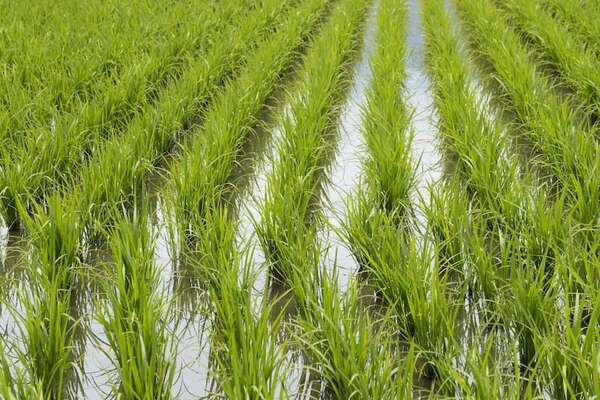 Gremio proyecta aumentar superficie de arroz y diversificar mercados - ABC Rural - ABC Color