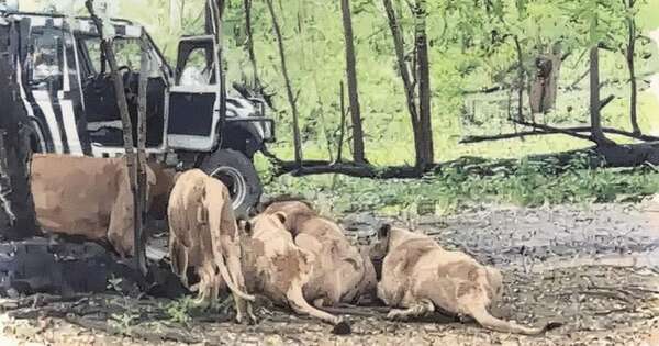 Diario HOY | Un guarda de un zoo de Tailandia muere devorado por leones