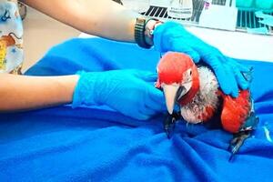 MADES salva a especies de guacamayos en peligro de extinción •