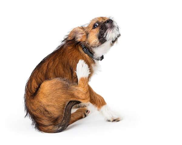 Cambios estacionales: lo que tenés que saber para cuidar a tu mascota - Mascotas - ABC Color