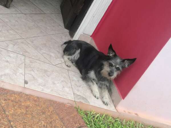 Mica - Encontrá a tu mascota - ABC Color