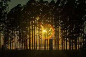 Pico de exportaciones del sector forestal impulsarán nuevas inversiones - Economía - ABC Color