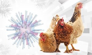 Prevención y Bioseguridad: Paraguay Activa Alerta Sanitaria por Influenza Aviar