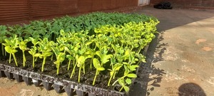 Municipalidad de Capitán Miranda entrega plantines a más de 100 familias