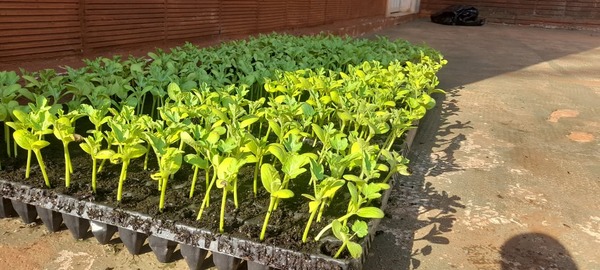 Municipalidad de Capitán Miranda entrega plantines a más de 100 familias